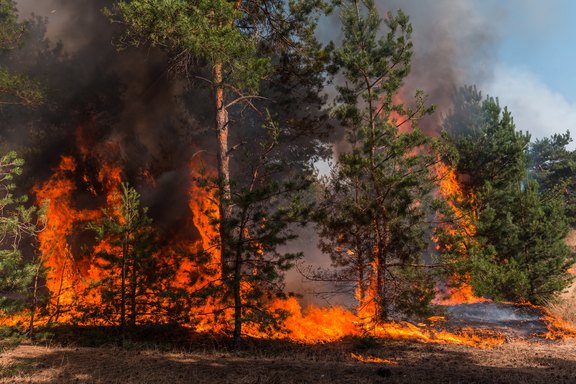 Waldbrandbekämpfung Waldbrandbekämpfung